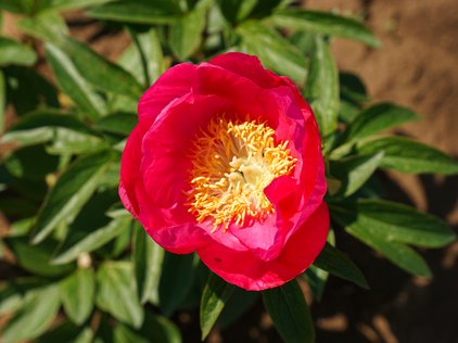Blüte der Pfingstrose Honor