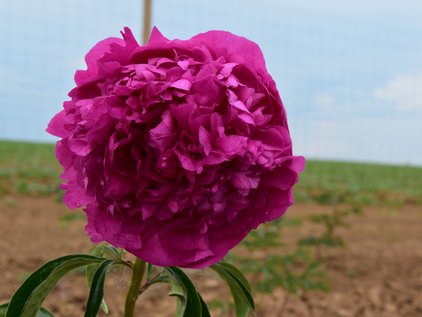 Pfingstrose Pink Jazz