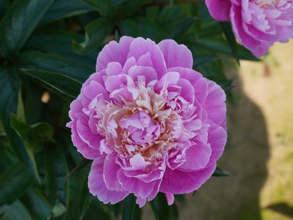 Blüte der Pfingstrose Bandit
