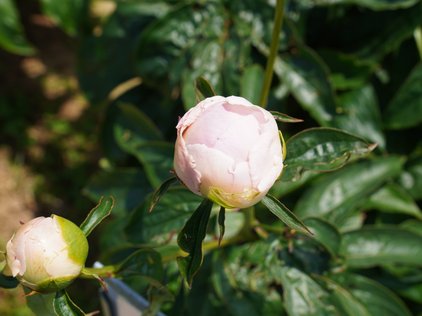 Knospe der Pfingstrose Camelia White