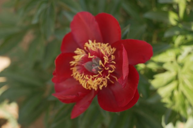 Pfingstrosen-Blüte Tango