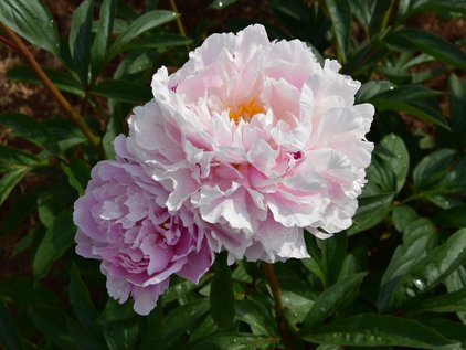 Blüten der Pfingstrose Pink Diamond