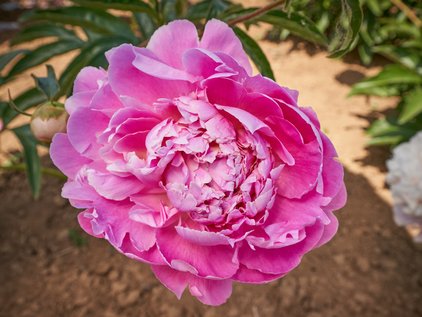 Pfingstrose Jacorma