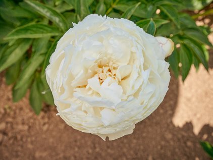 Pfingstrose Mary E. Nicholls