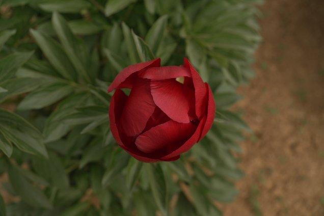 Öffnende Blüte von Tango