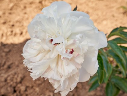 Pfingstrose Petticoat Flounce