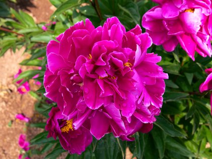 Blüte der Pfingstrose Karl Rosenfeld