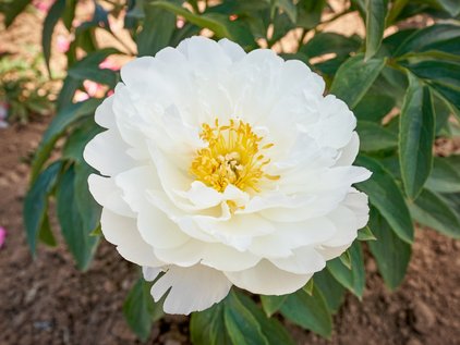 Blüte der Pfingstrose Fringed Ivory