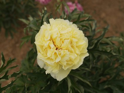 Blüte der Pfingstrose Duchesse de Lorraine