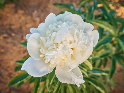 Pfingstrose White Elegance