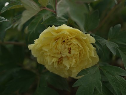 Blüte der Pfingstrose Kinko