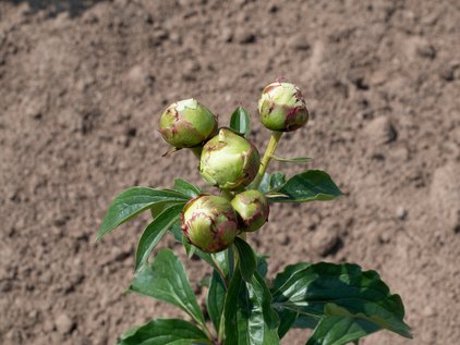 Knospen der Pfingstrose Ivory Victory