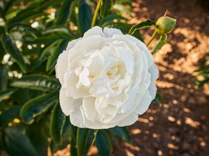 Blüte der Pfingstrose Camelia White
