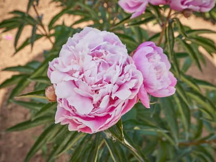 Blüte der Pfingstrose Bandit