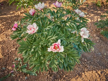 Pfingstrosenpflanze Itoh Pink Double Dandy