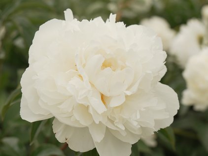 Blüte der Pfingstrose Fairview im Don Peony Schaugarten
