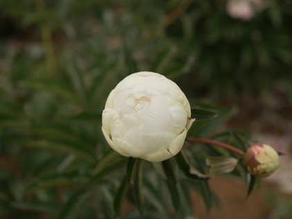 Knospe der Pfingstrose Louis Barthelot im Öffnen