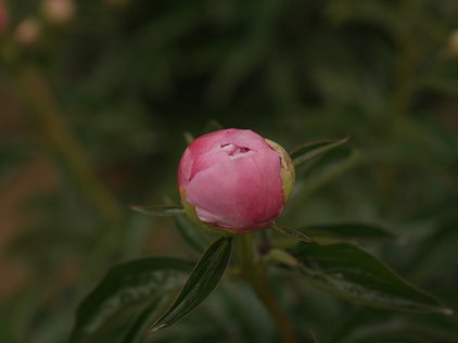 Knospe der Pfingstrose Vivid Rose