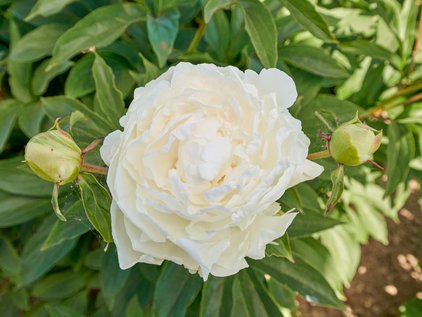 Pfingstrose Bright White