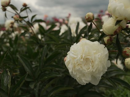 Pfingstrose Kelway's Glorious im Schaugarten