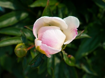 Knospe der Pfingstrose Serene Pastel