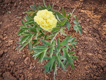 Pfingstrosenpflanze Yellow Crown