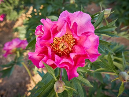 Pfingstrose Sonoma Rosy Future