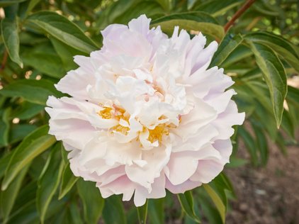 Blüte der Pfingstrose Catharina Fontijn
