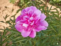 Pfingstrose Easy Lavender